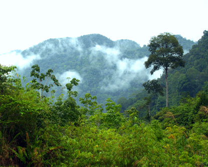 Borneo Rainforest