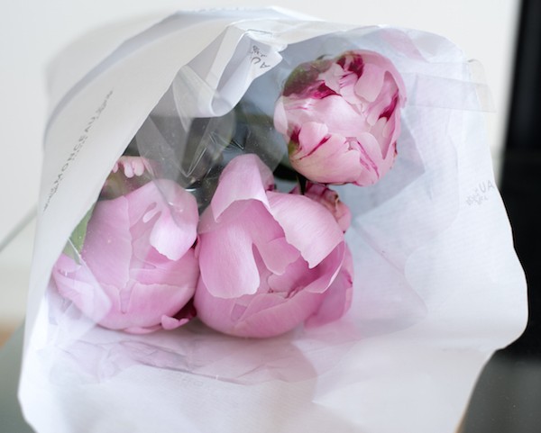 Pink Peonies 1